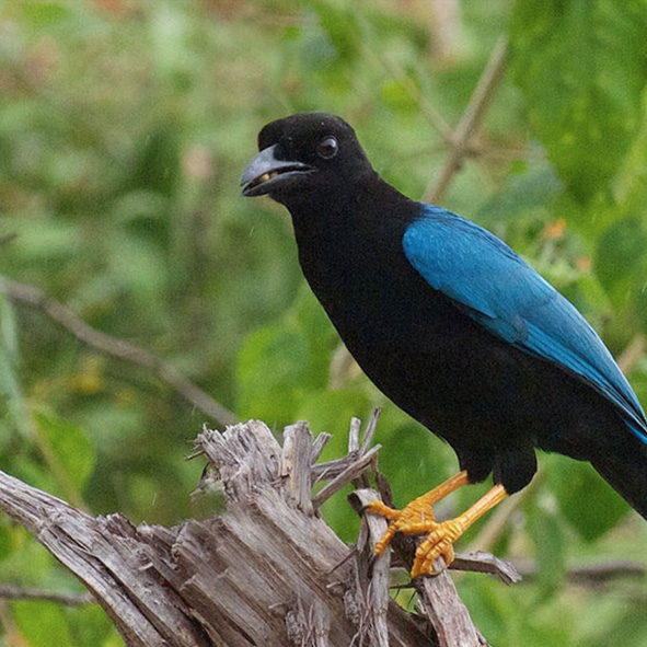 Toh Reserva Ecoturistica